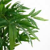 81396058