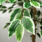 81394248