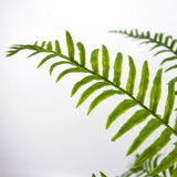 81396371