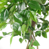81397749